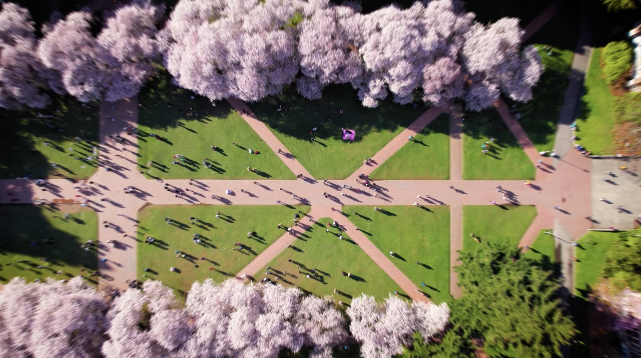 School campus with pathways on grass surrounded by purple trees